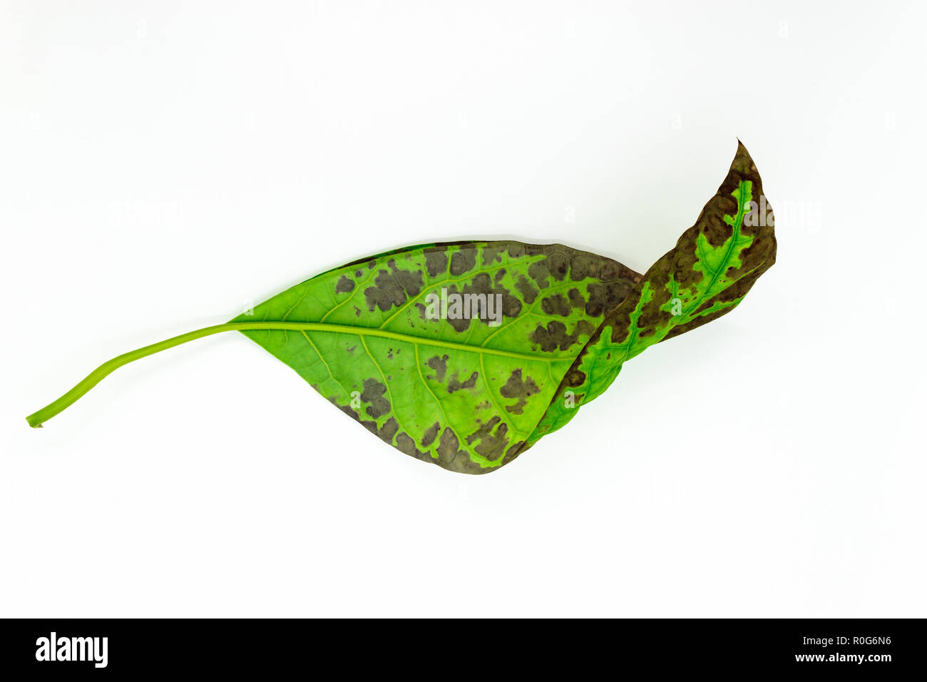 Verde con manchas marrones hojas de aguacate aislado sobre fondo blanco