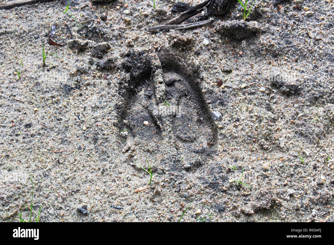 Una nueva vía de alces en la arena Foto de stock