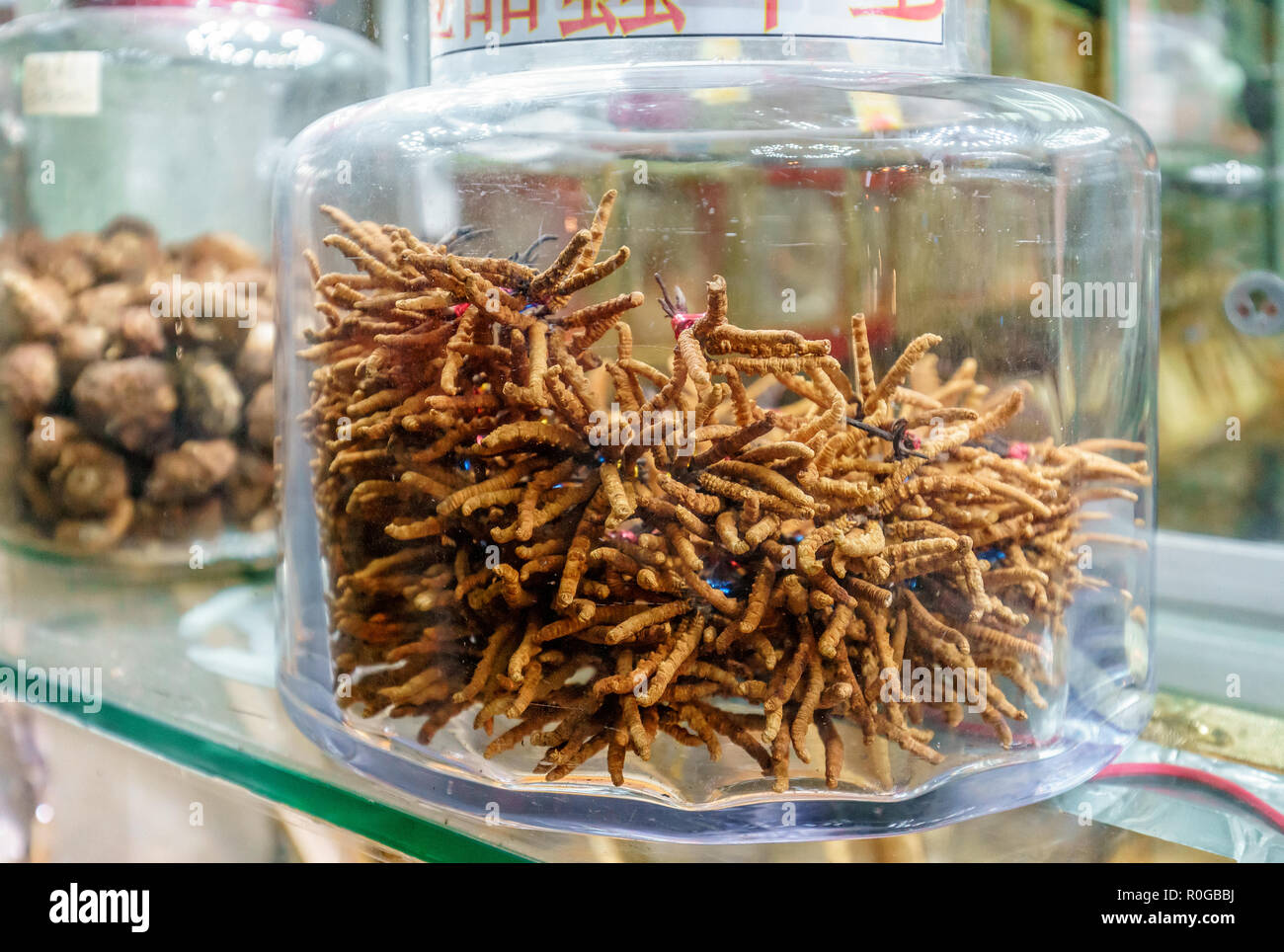 Cordyceps es considerado hongo medicinal en clásico pharmacologies asiáticos, como el de medicamentos tradicionales chinos y tibetanos. Secado c Foto de stock