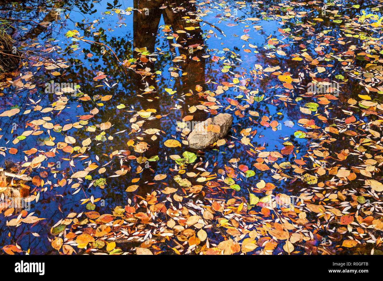 Hojas amarillas, reflexiones del árbol y el cielo en el agua. Los colores brillantes de la naturaleza del bosque de otoño Fotografía de stock - Alamy Hojas amarillas, reflexiones del árbol y el cielo en el agua. Los colores brillantes de la naturaleza del bosque de otoño Fotografía de stock - Alamy