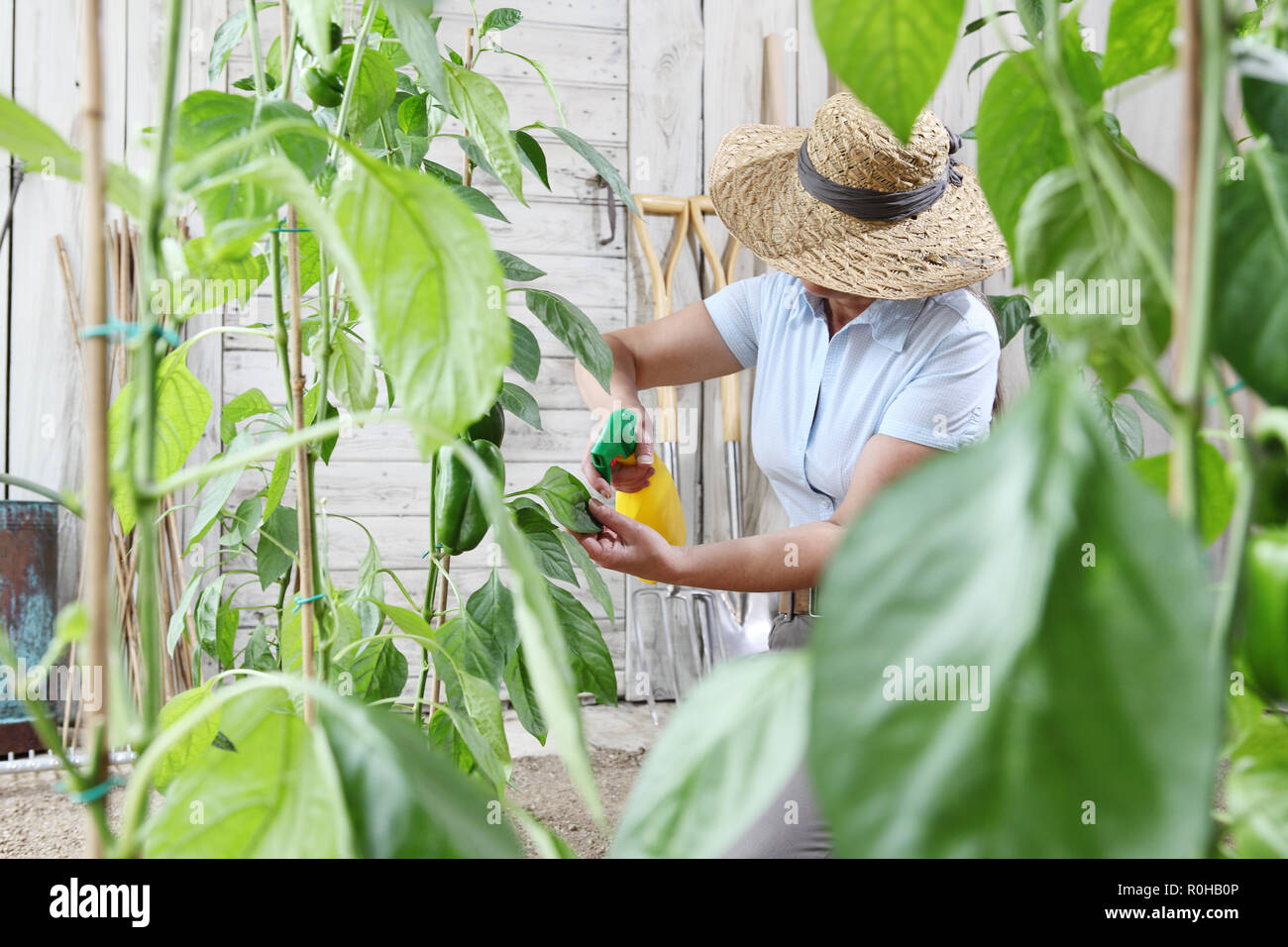 Mujer en huerta rocía plaguicida en la hoja de la planta, el cuidado de las plantas de crecimiento concepto Foto de stock