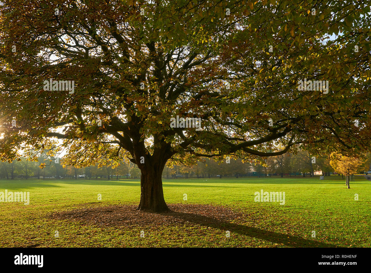 Árbol en Clissold Park, North London UK, en otoño, en un día de noviembre de 2018 suave Foto de stock