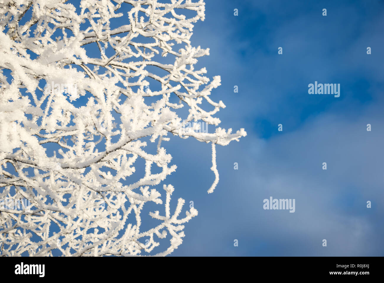 Árbol cubierto de nieve desde abajo, fondo de cielo azul Foto de stock