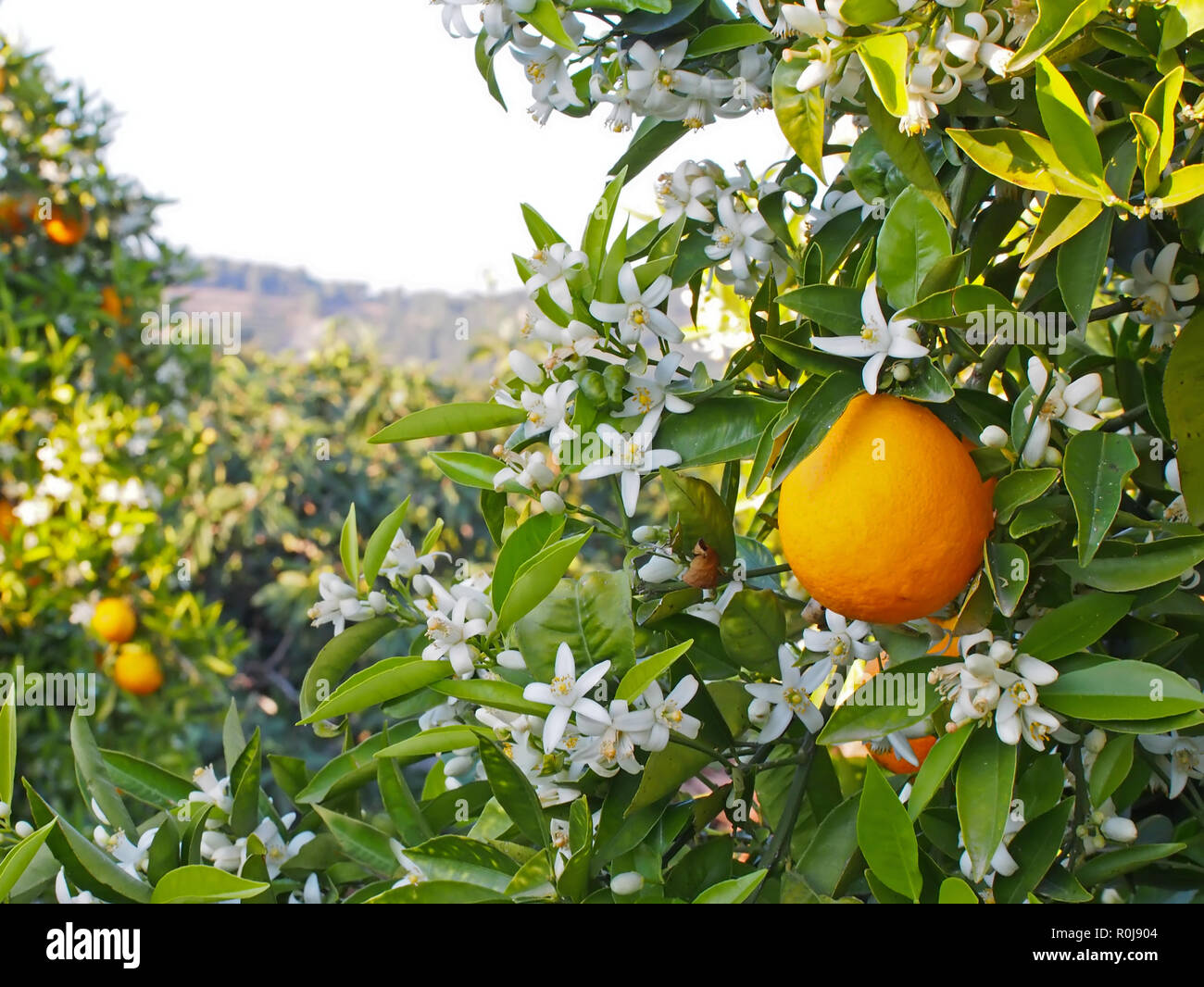 Flores De Naranjo Fotos e Imágenes de stock - Alamy