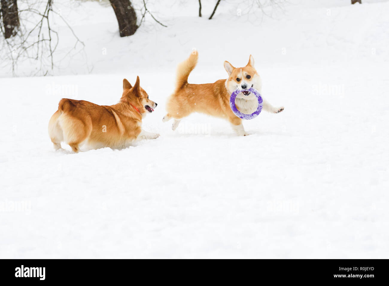 Dos corgis galés divertido jugar en la nieve con el extractor toy Foto de stock