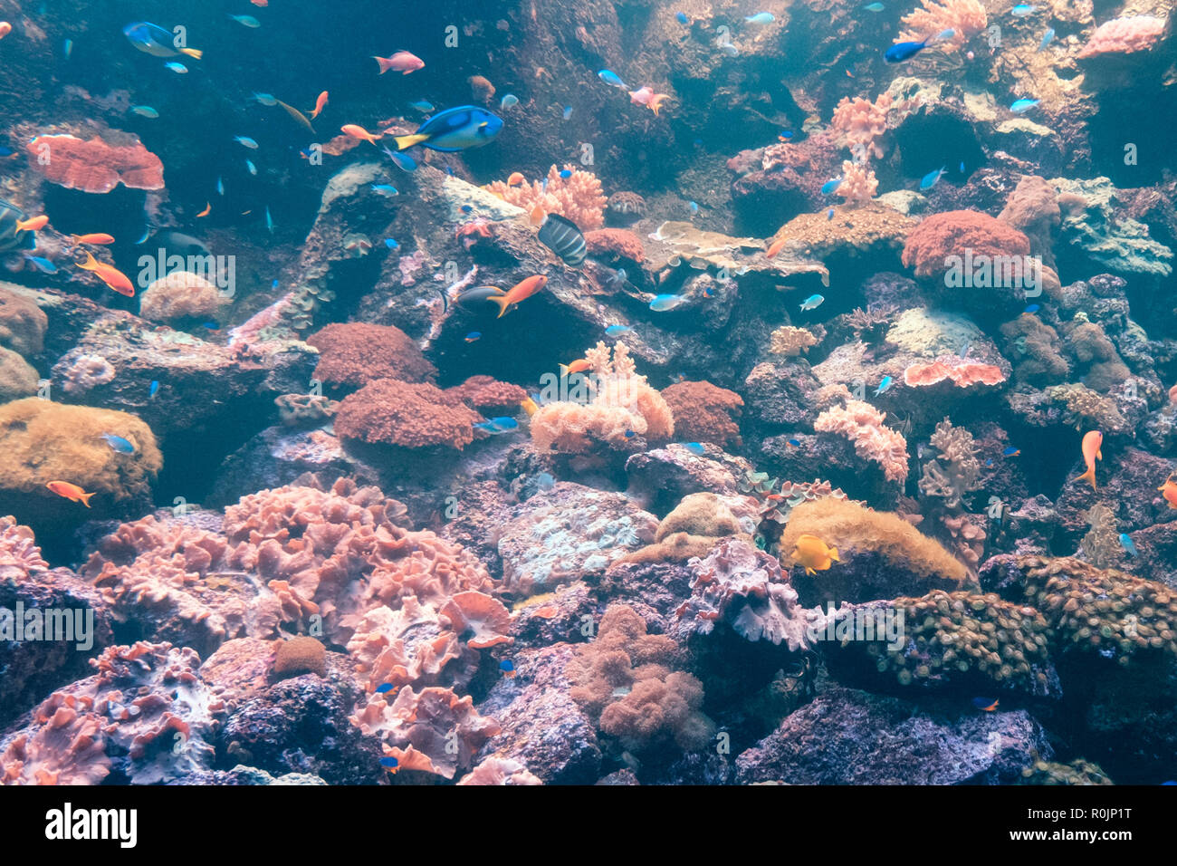 Los peces y corales, coloridos arrecifes subacuática sealife Foto de stock