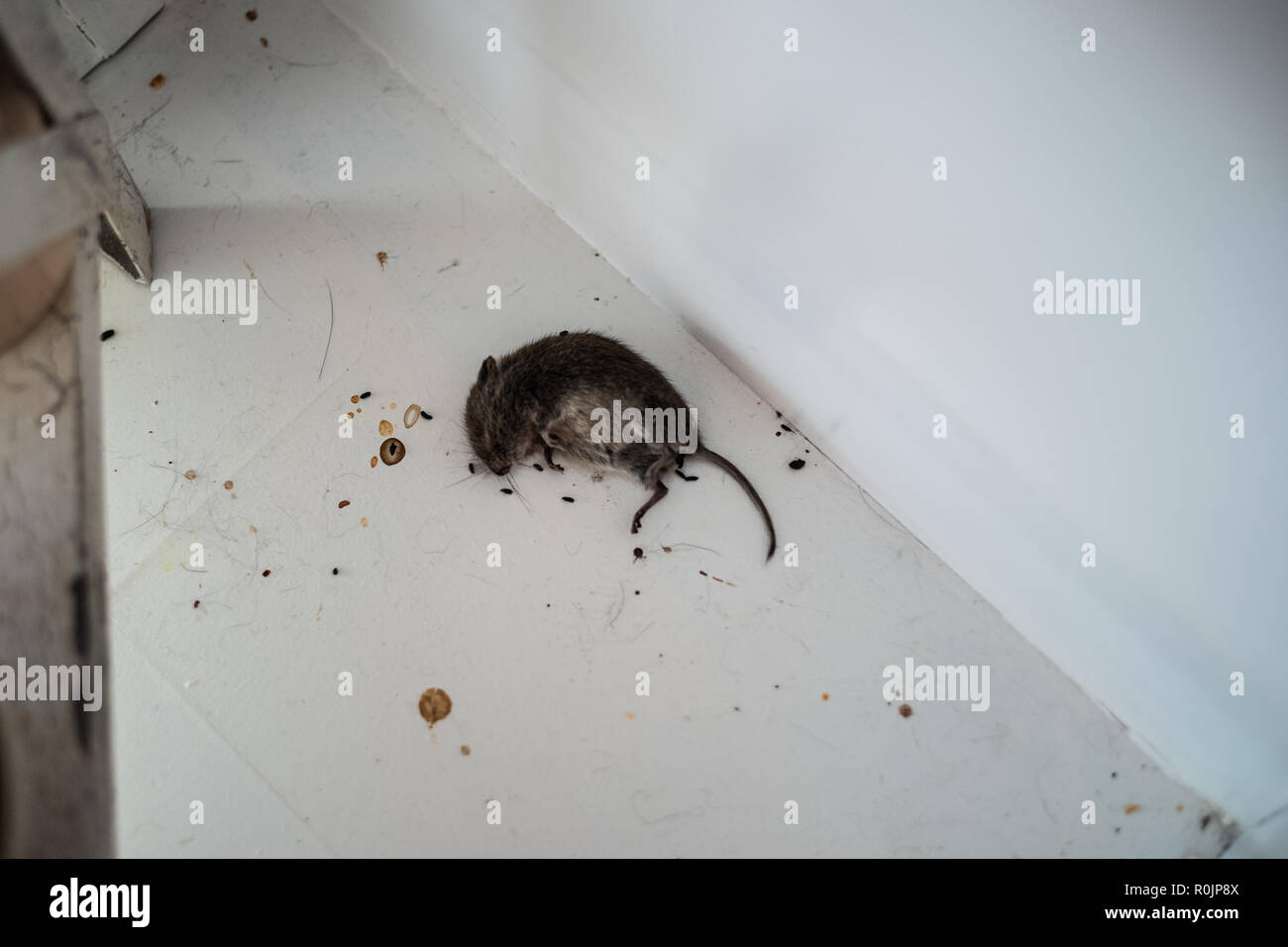 Ratón envenenado fotografías e imágenes de alta resolución - Alamy