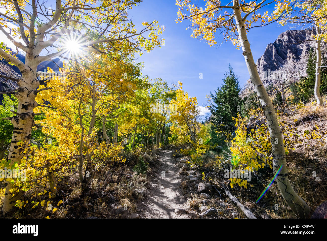 Hiking Trail alineadas con árboles de Aspen en la zona oriental de Sierra, John Muir desierto, California; soleado día de otoño Foto de stock