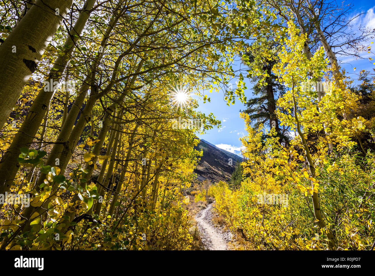 Hiking Trail alineadas con árboles de Aspen en la zona oriental de Sierra, John Muir desierto, California; soleado día de otoño Foto de stock