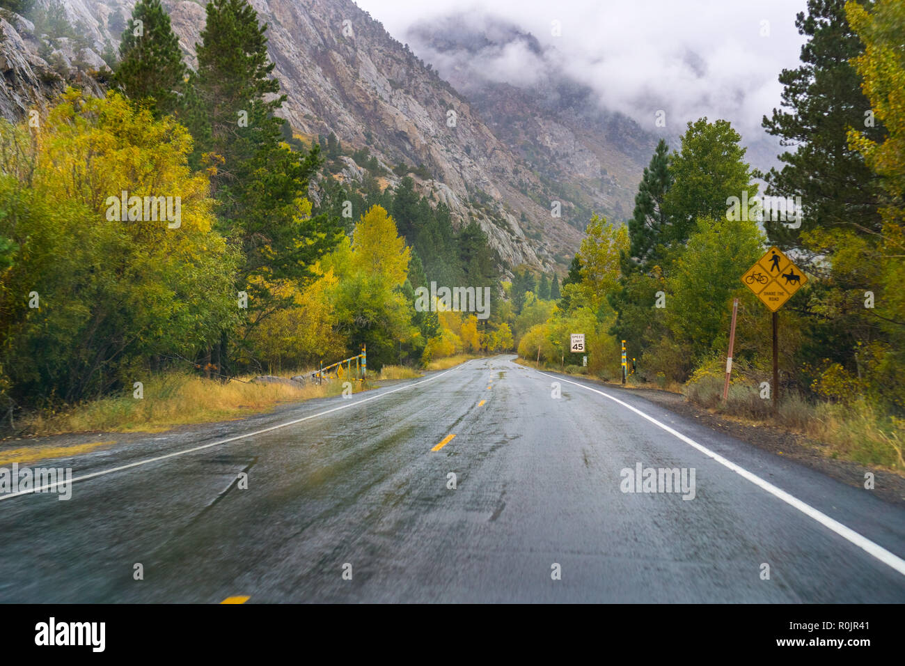 Road se alinearon con coloridos árboles de Aspen en un lluvioso día de otoño, el lago de junio Loop Road, en la región oriental de la Sierra, California Foto de stock