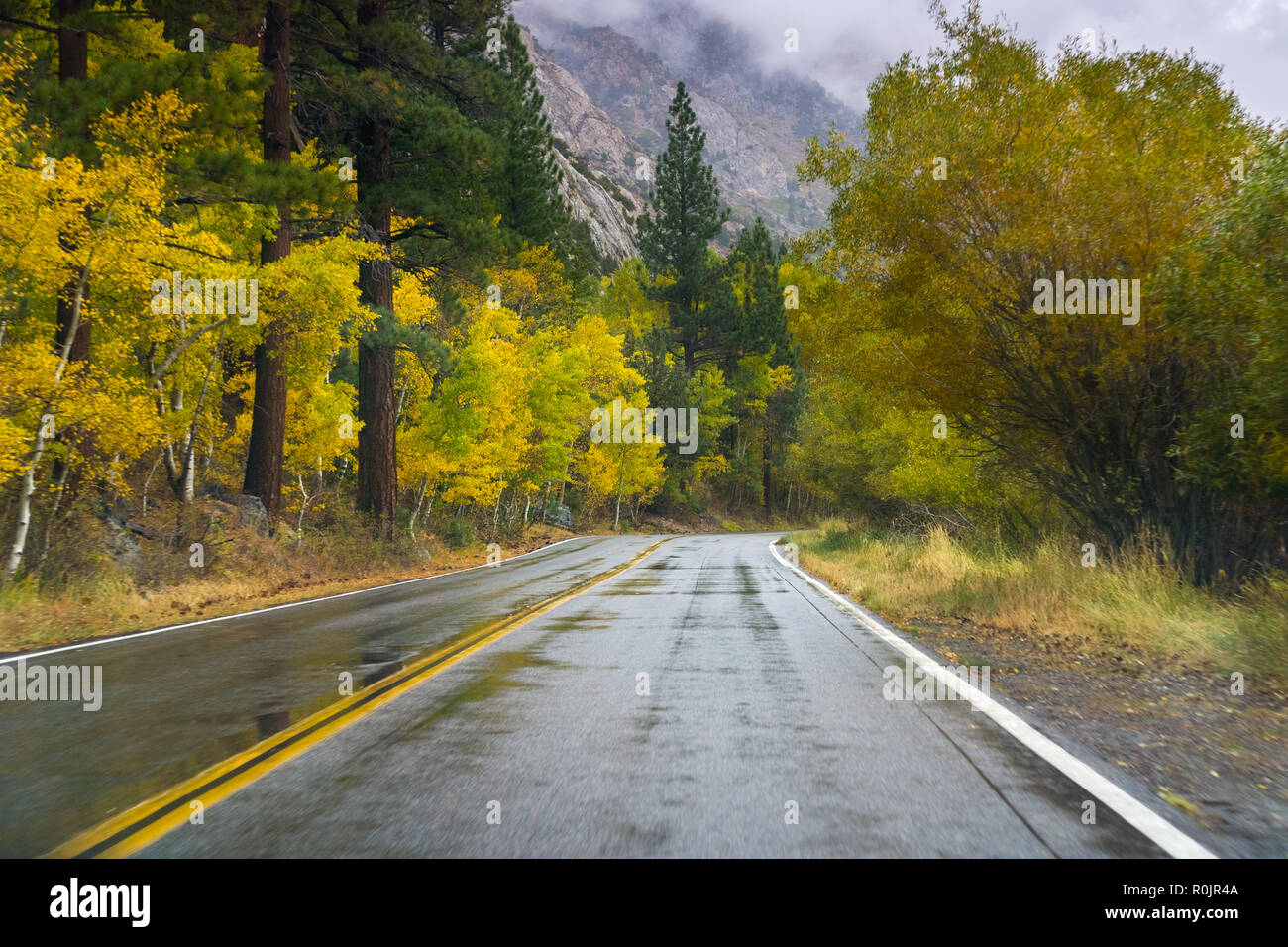 Road se alinearon con coloridos árboles de Aspen en un lluvioso día de otoño, el lago de junio Loop Road, en la región oriental de la Sierra, California Foto de stock