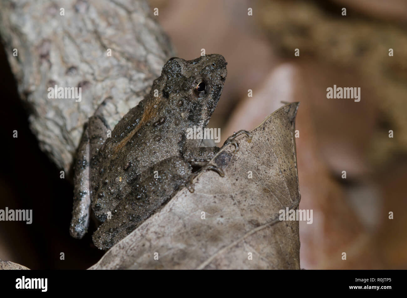 La rana de cricket de Blanchard, Acis blanchadi Foto de stock