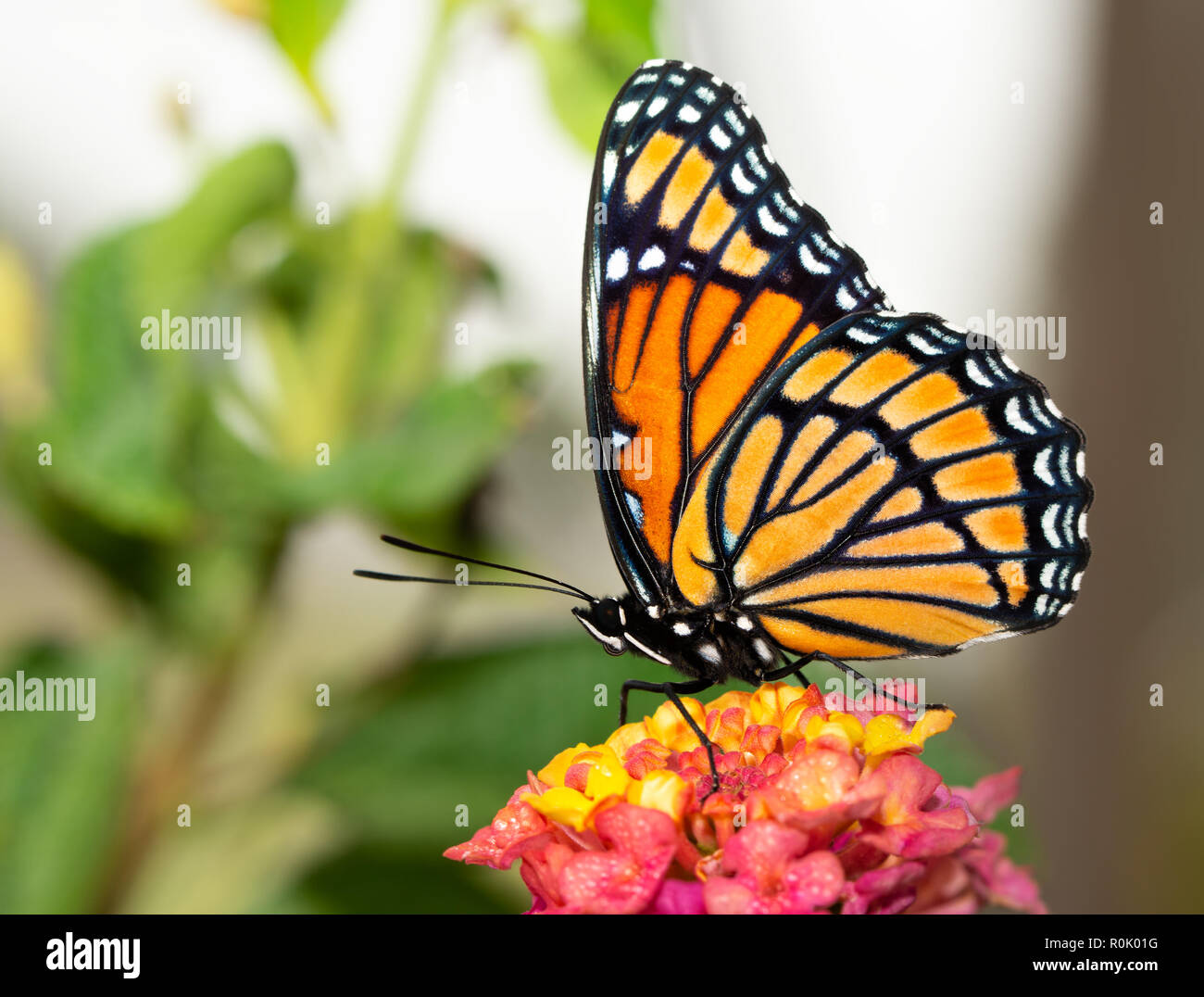 Vista ventral de una hermosa mariposa virrey en jardín de verano Foto de stock