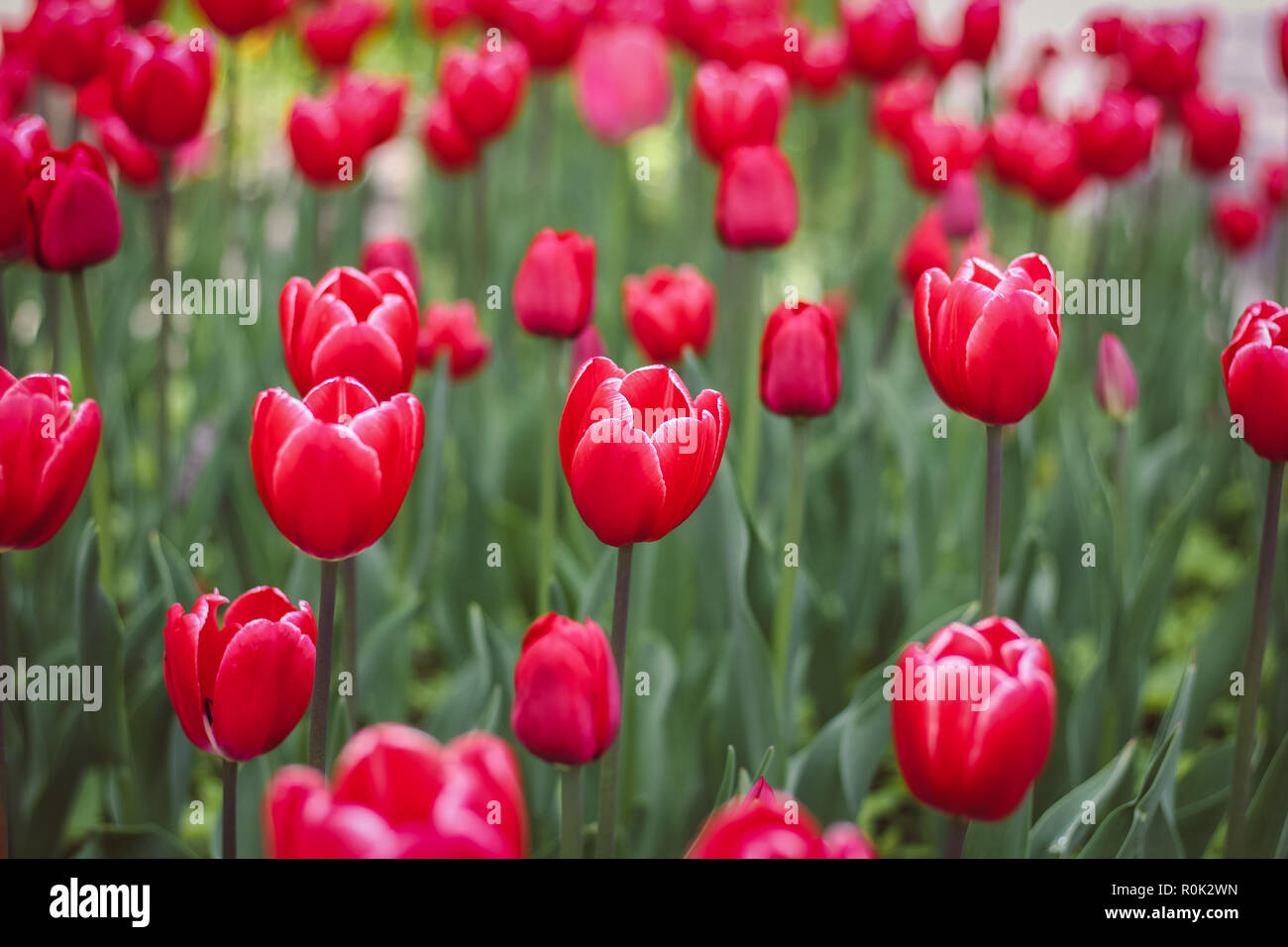 Tulipanes rojos de fondo. Flores naturales tulipanes rojos. Los pétalos de  la flor Fotografía de stock - Alamy