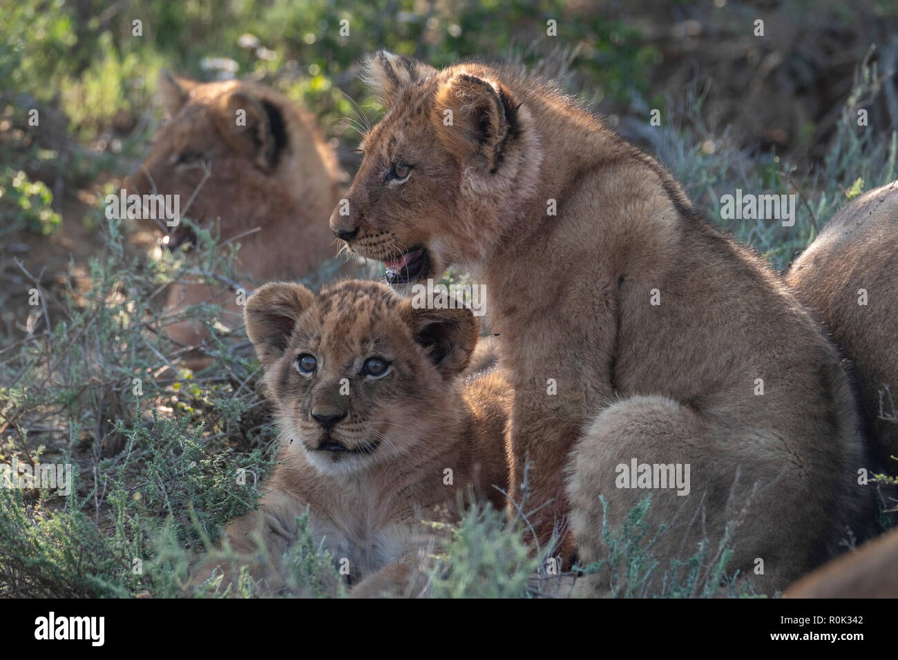 3 cachorros de león desde 2 diferentes camadas - 6 y 8 semanas de edad Foto de stock