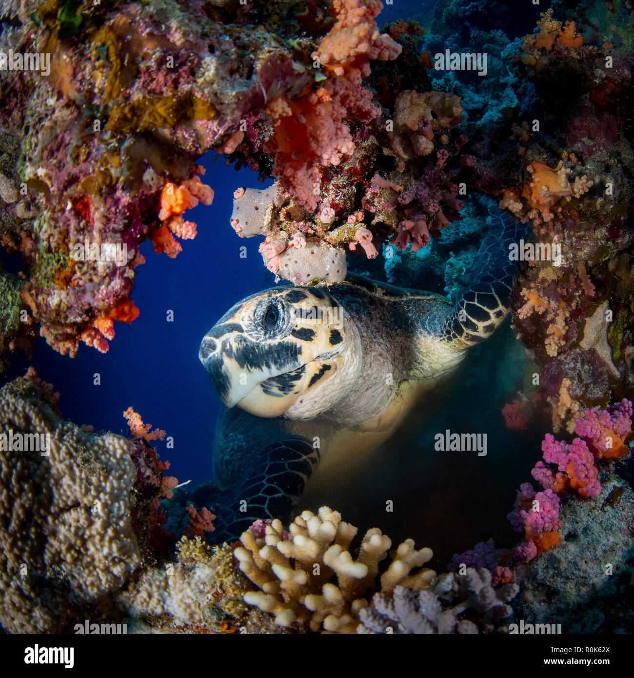Una tortuga carey, mira a través de un orificio en el arrecife. Foto de stock