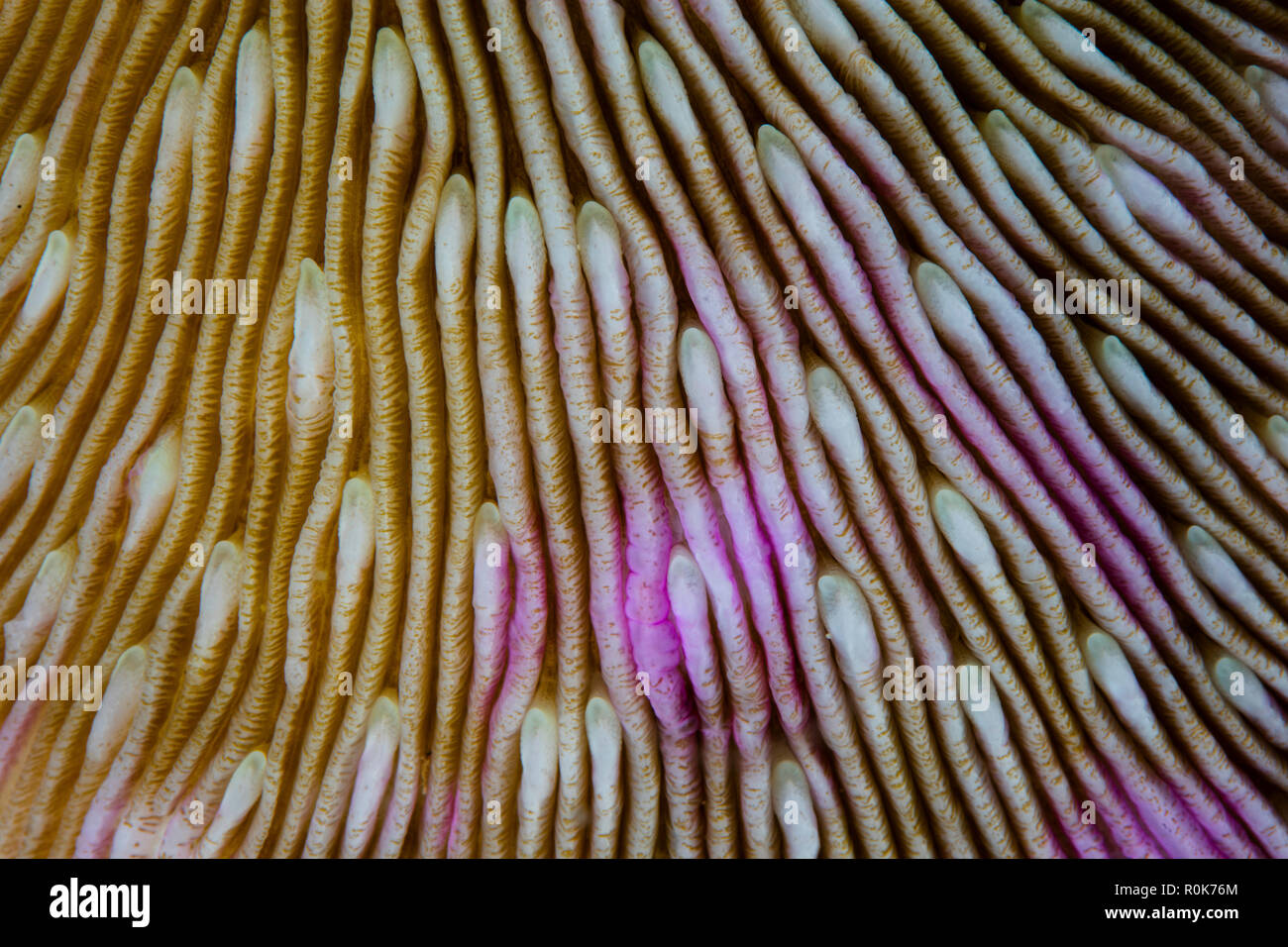 Detalle de fotograma completo de un hongo coral. Foto de stock