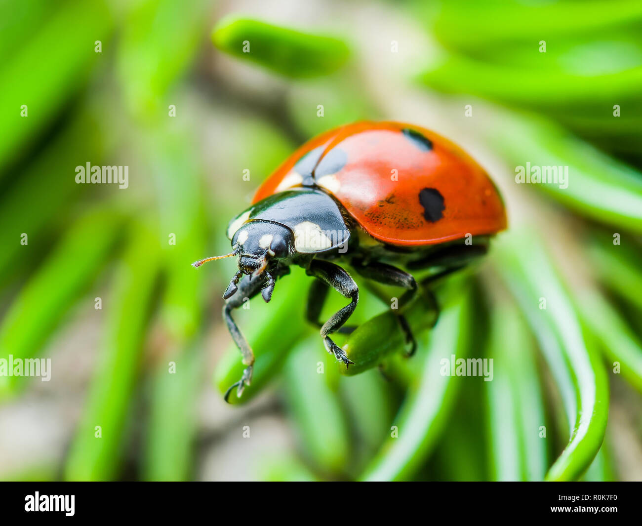 Ladybug insecto rastrero en verde abeto Macro Foto de stock