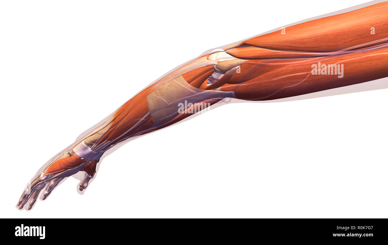 Hembra, el codo del brazo de músculos y tendones sobre fondo blanco. Foto de stock