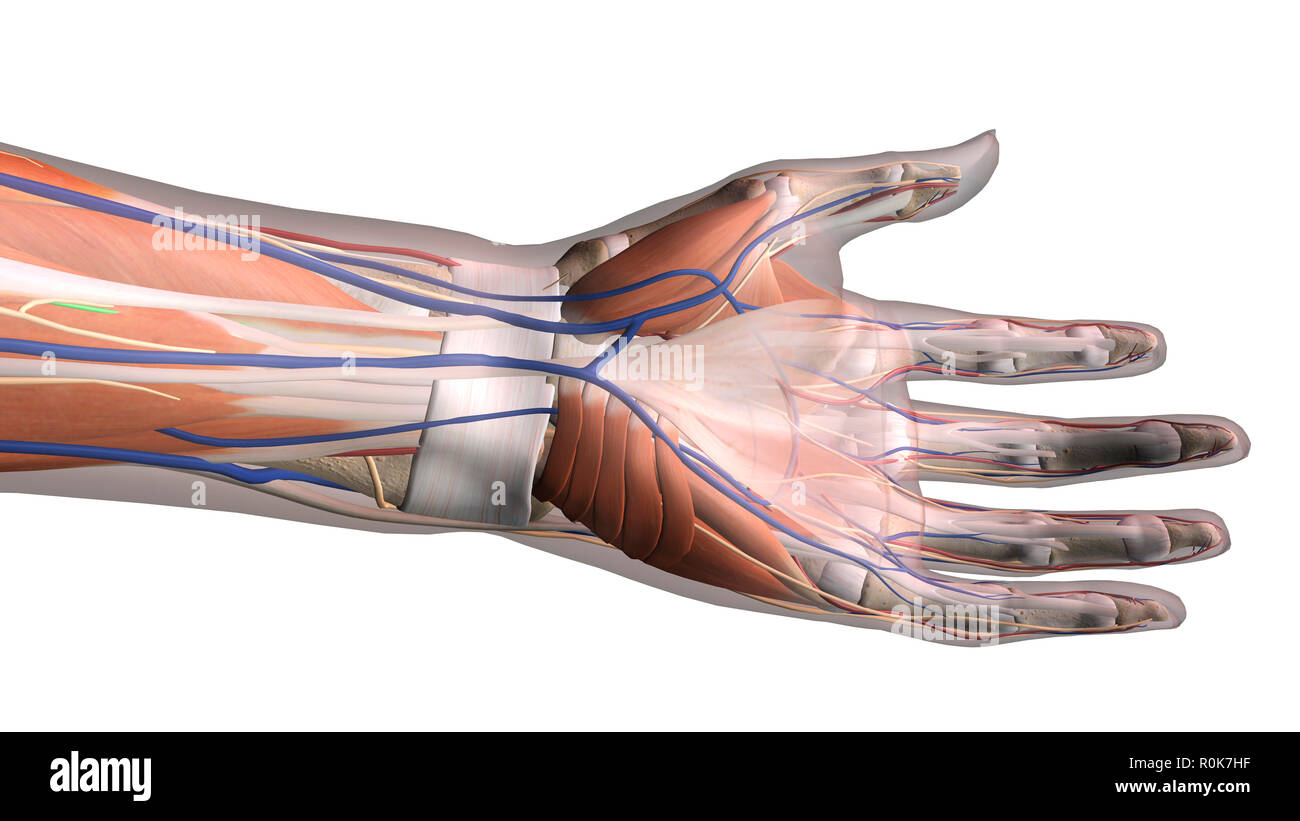 Anatomía de la mano, ventral vista sobre fondo blanco. Foto de stock