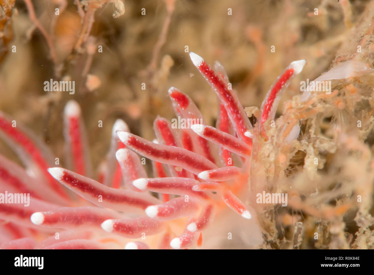 En Nudibranch hidroides, Oresund, Dinamarca. Foto de stock