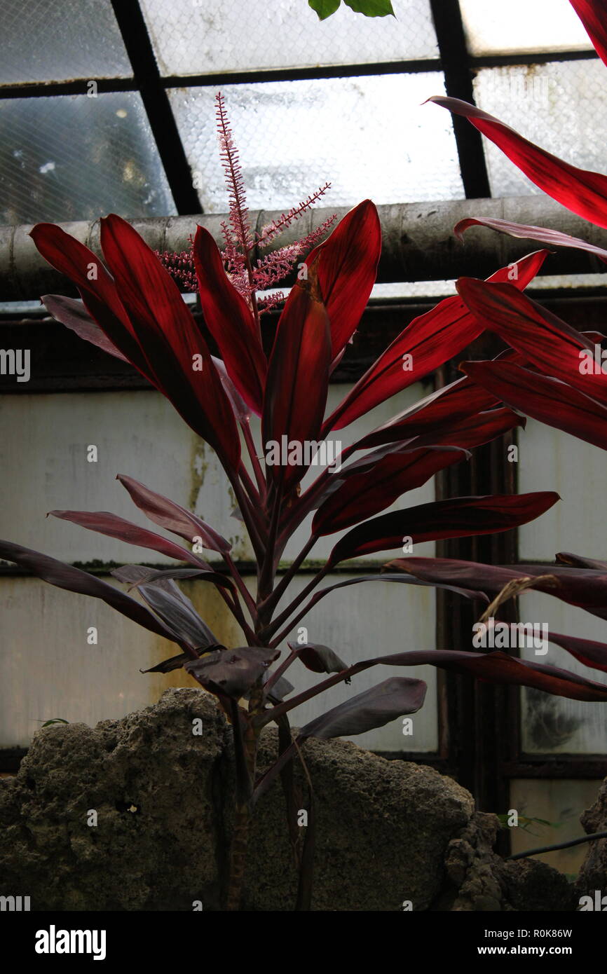 Planta de Ti hawaiano tricolor, cordyline fruticosa, utilizado para techando con paja y ropa. Foto de stock