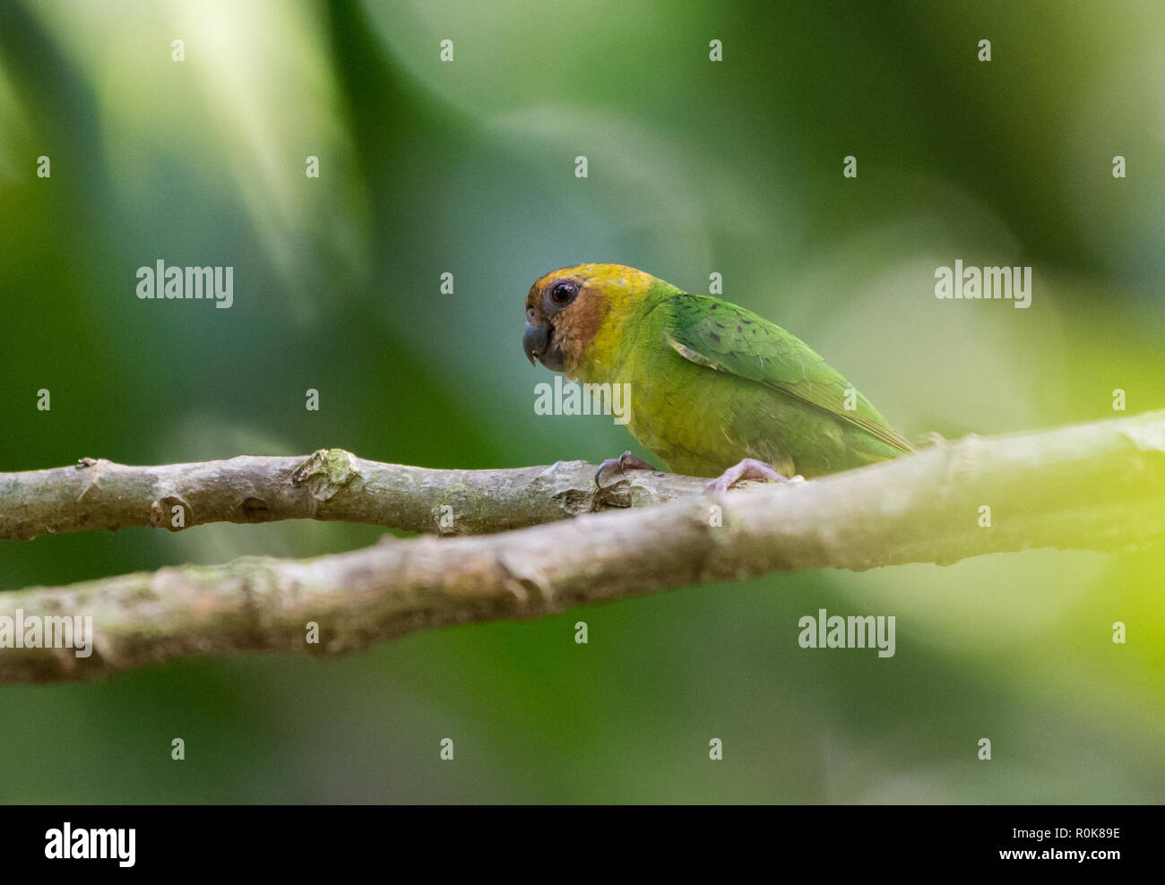 Buff-enfrenta Pygmy-Parrot (Micropsitta pusio) es el loro más pequeño del mundo. Nimbokrong, Papúa, Indonesia. Foto de stock