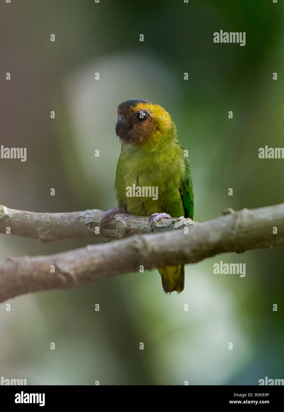 Buff-enfrenta Pygmy-Parrot (Micropsitta pusio) es el loro más pequeño del mundo. Nimbokrong, Papúa, Indonesia. Foto de stock