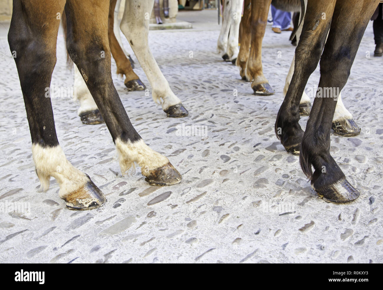 Las patas de los caballos, detalle de caballos en una exposición en la  ciudad Fotografía de stock - Alamy