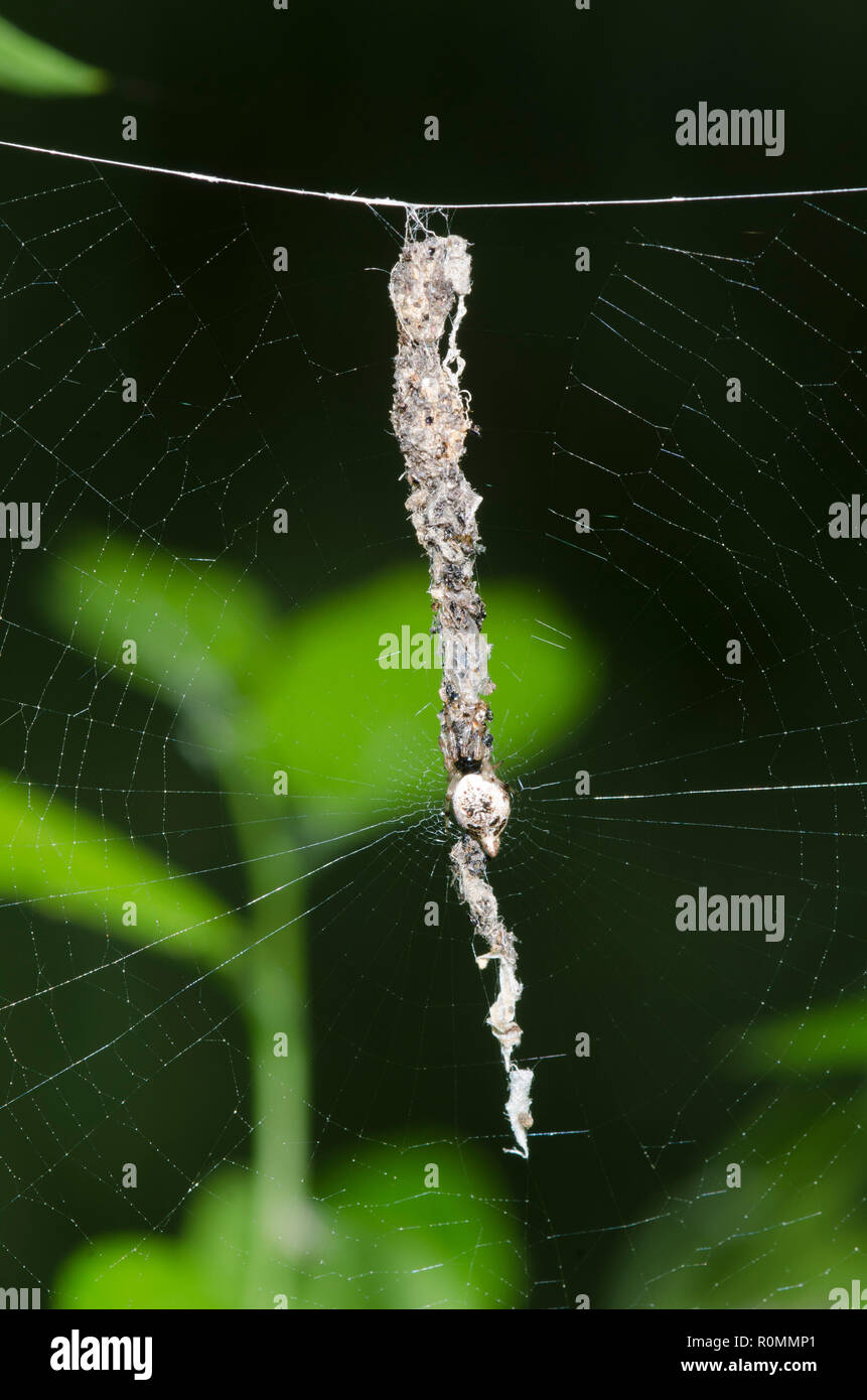 Orb Trashline Weaver, Cyclosa turbinata, camuflado en stabilimentum Foto de stock