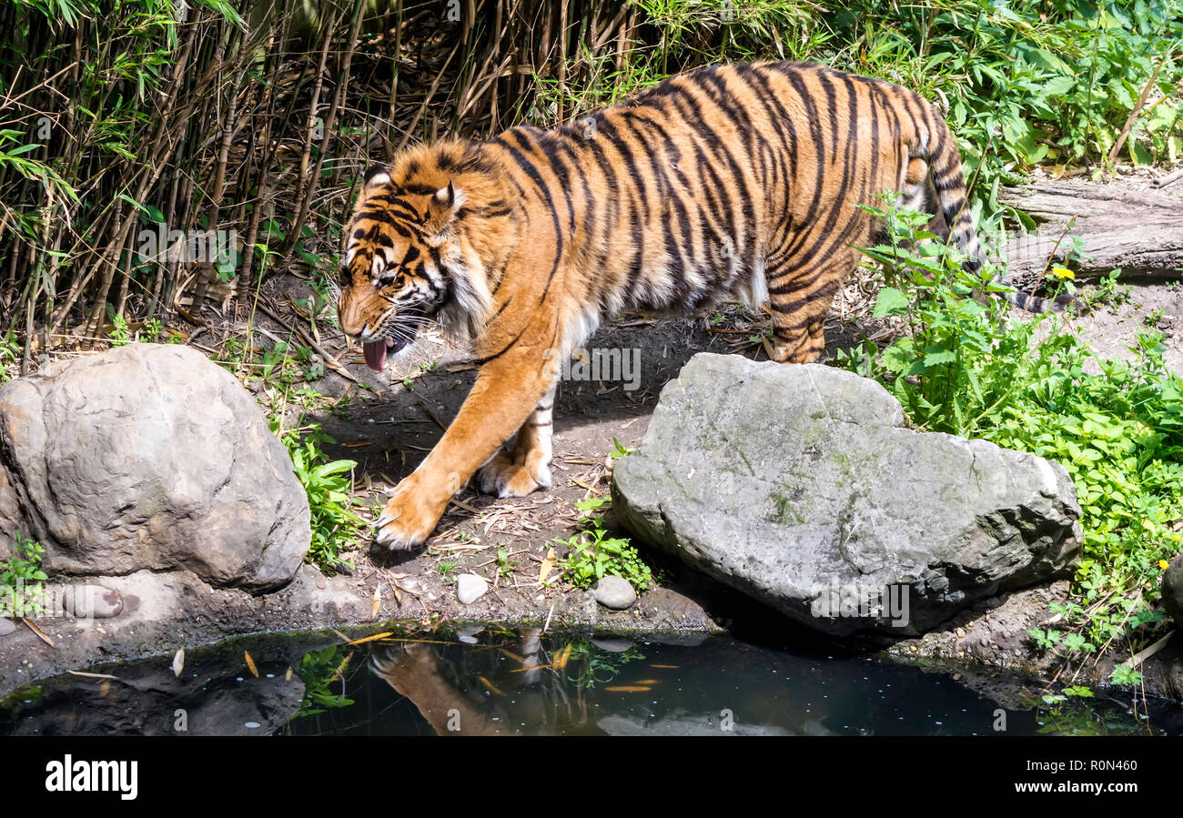 Tigre de Sumatra (Panthera tigris sondaica) caminando por el estanque con su lengua. El tigre es la especie de felino más grande. Foto de stock