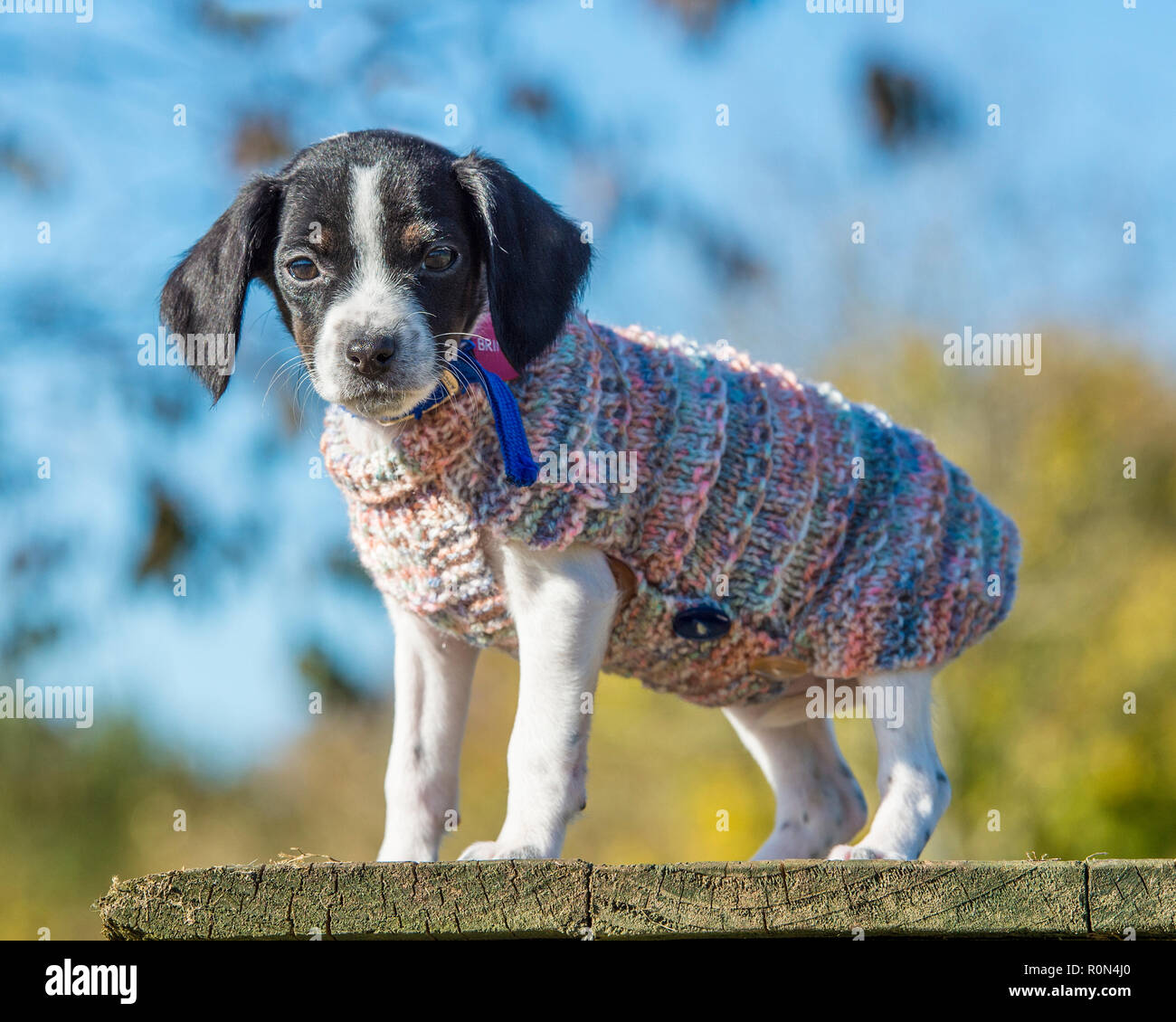 Cachorro fría en un suéter Foto de stock