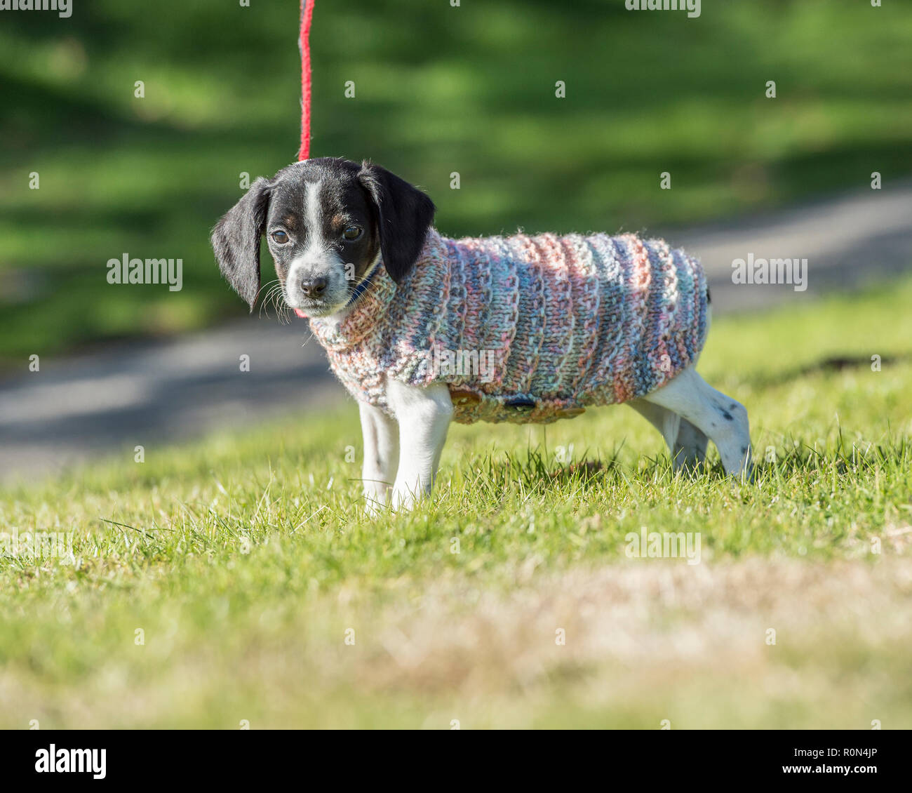 Cachorro fría en un suéter Foto de stock