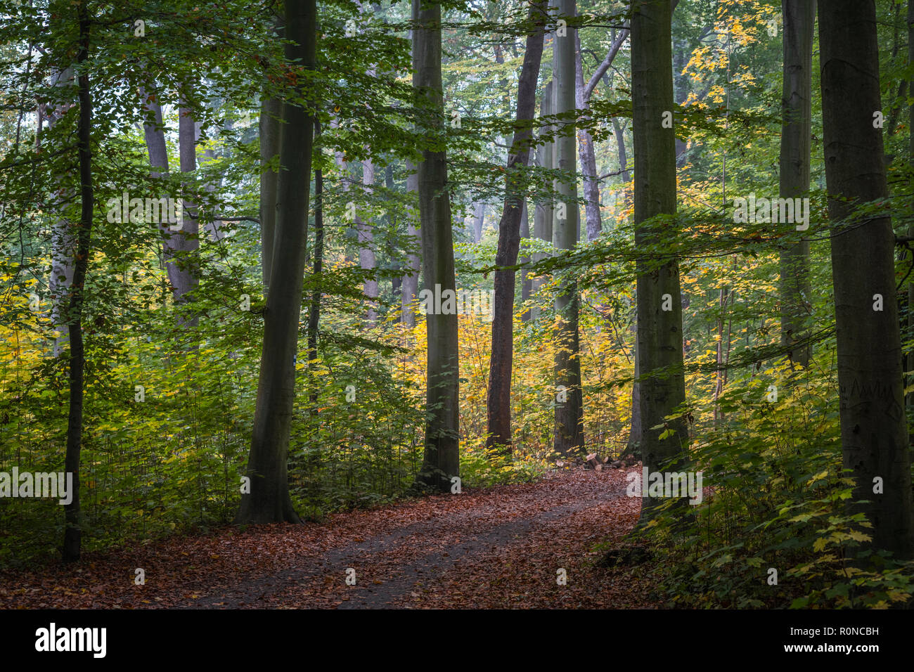 Leipziger Auwald im Herbst, Leipzig, Alemania Foto de stock
