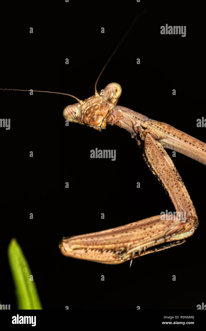 Fotografía macro de brown mantis la cabeza y los brazos con los ojos en el enfoque sobre un fondo negro y un trozo de césped verde en soft focus Foto de stock