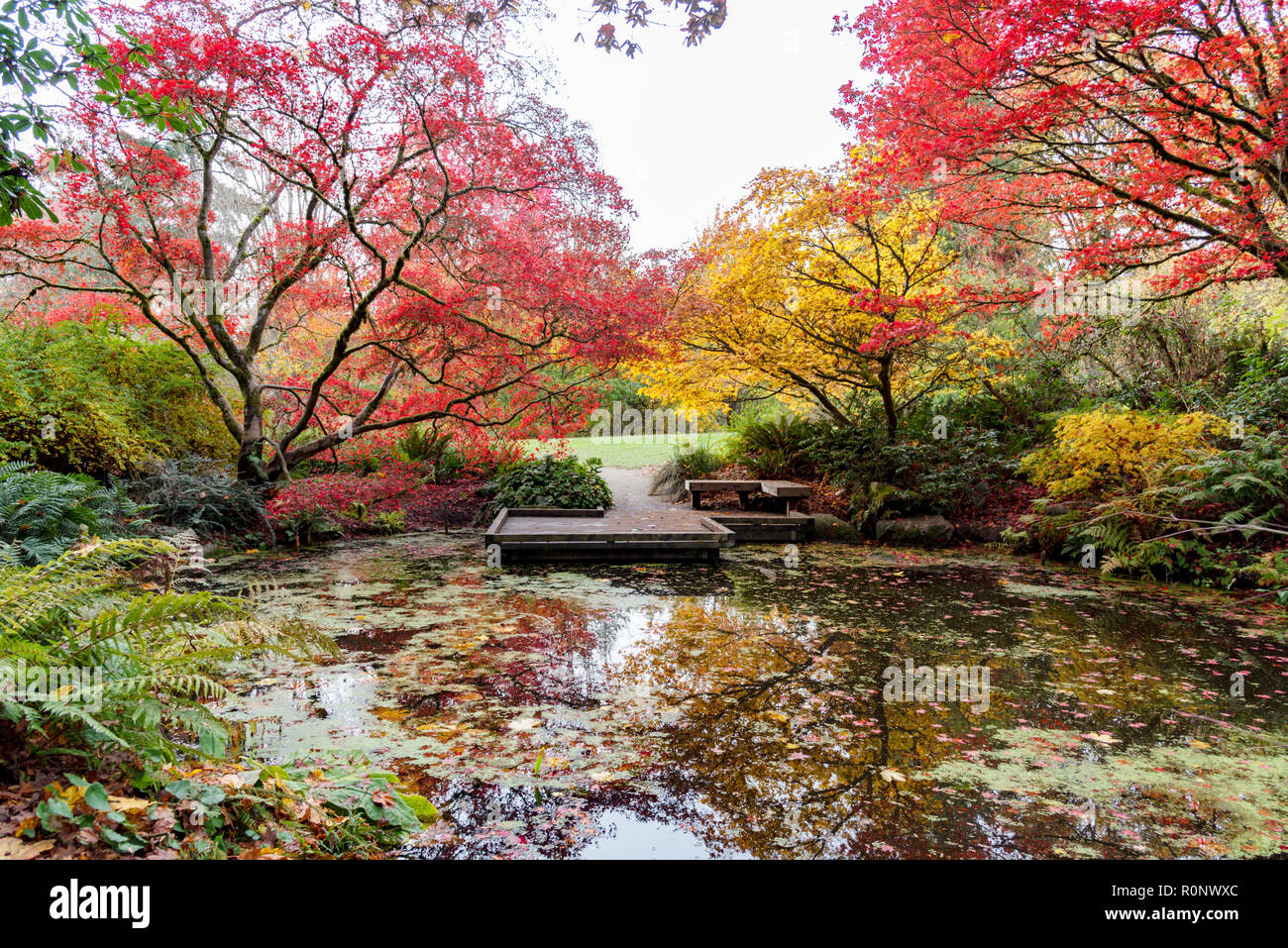Rojo y Amarillo otoño árboles a través de un estanque de jardín japonés. Foto de stock