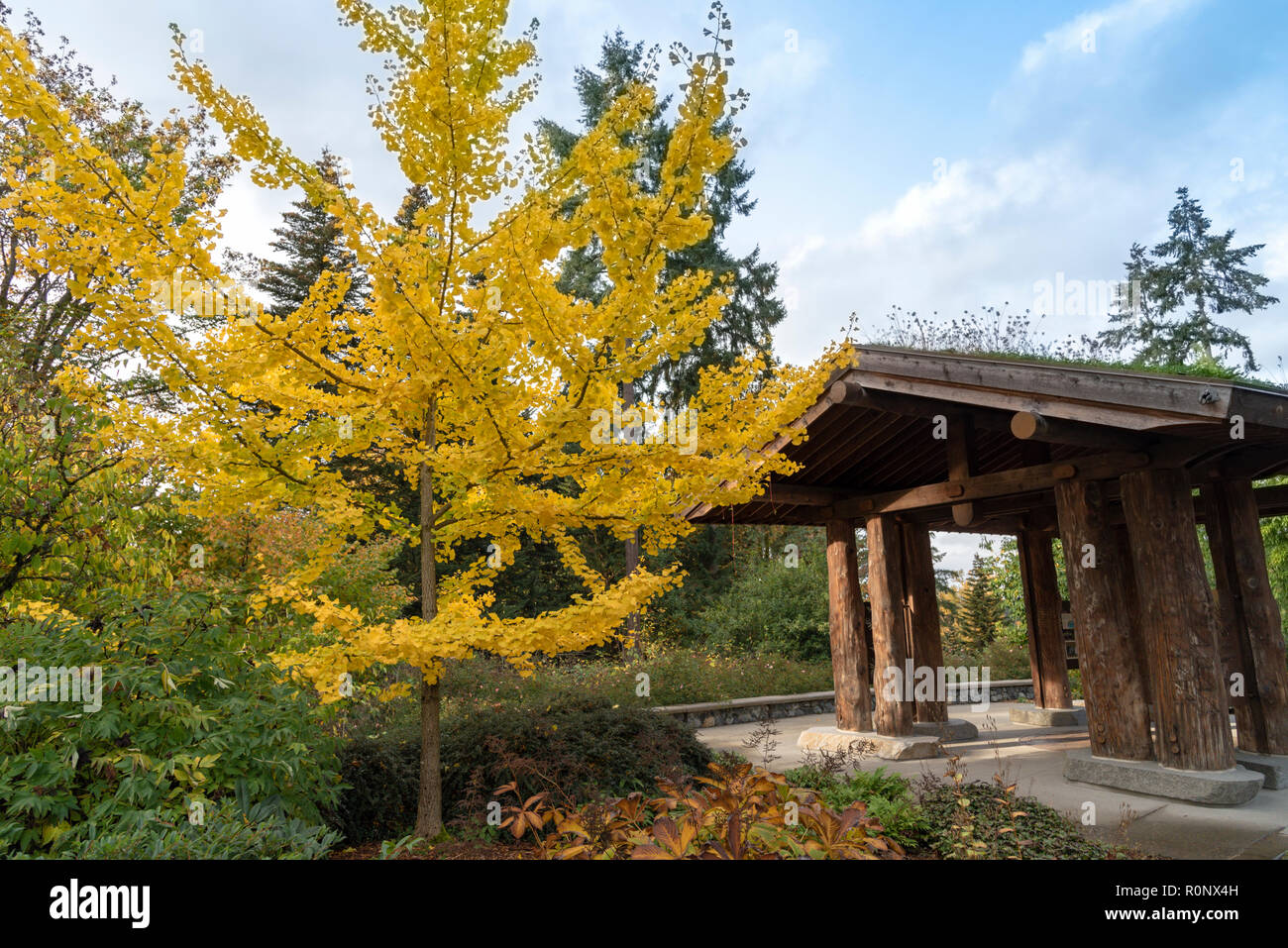 Árbol de arce amarilla en un jardín japonés con el templo. Foto de stock