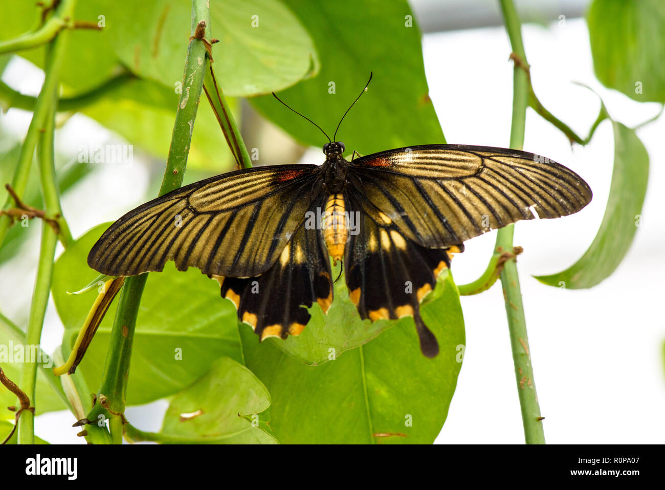 Mormón común Butterfly (Papilio polytes) en la hoja Foto de stock