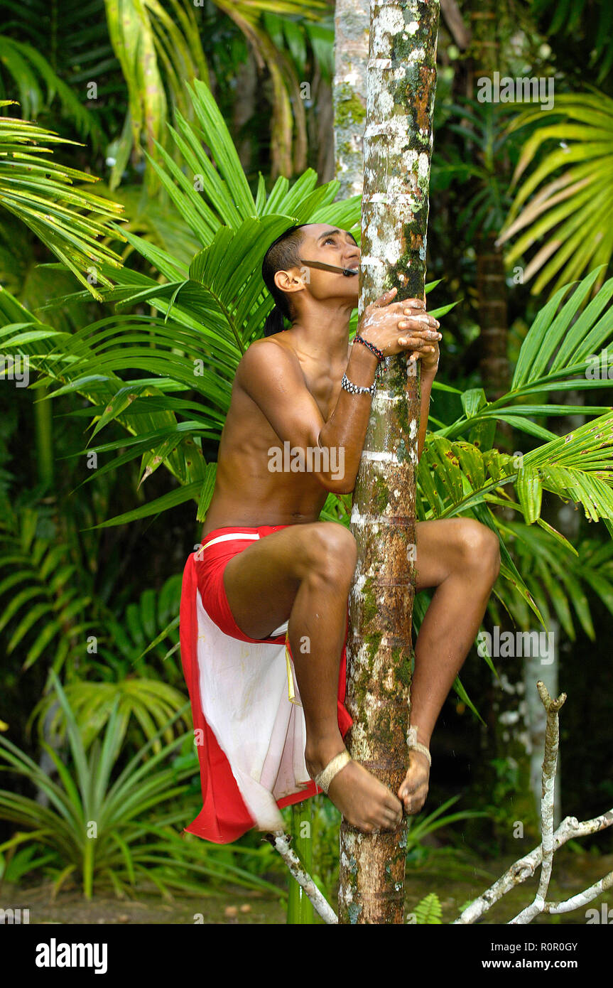 Einheimischer Jugendlicher klettert auf eine Kokosnusspalme, Yap, Mikronesien | Local joven sube una palmera de coco, Yap, Micronesia Foto de stock