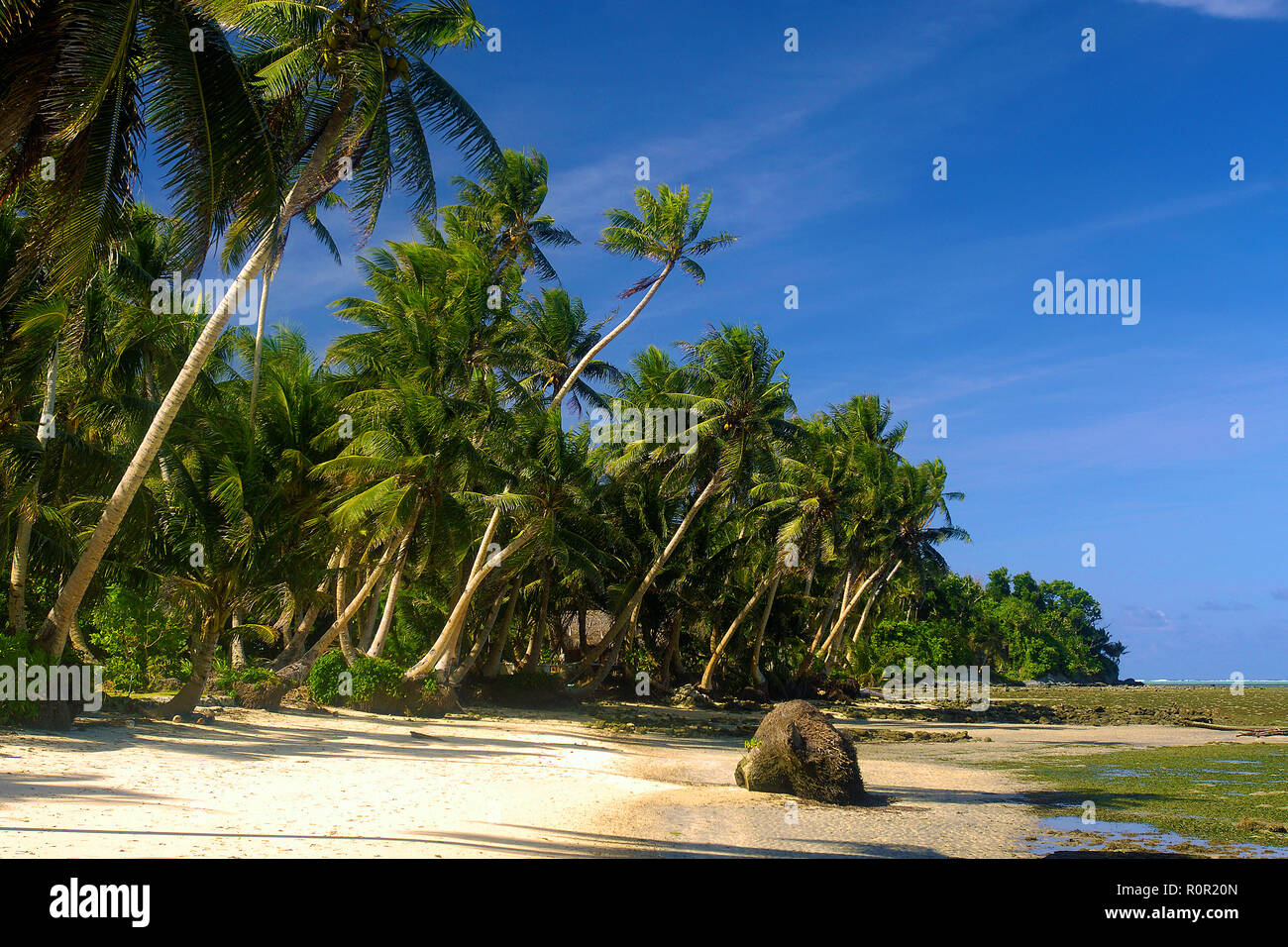 Tropischer Sandstrand mit hohen Palmen, Yap, Mikronesien | playa tropical con palmeras, Yap, Micronesia Foto de stock