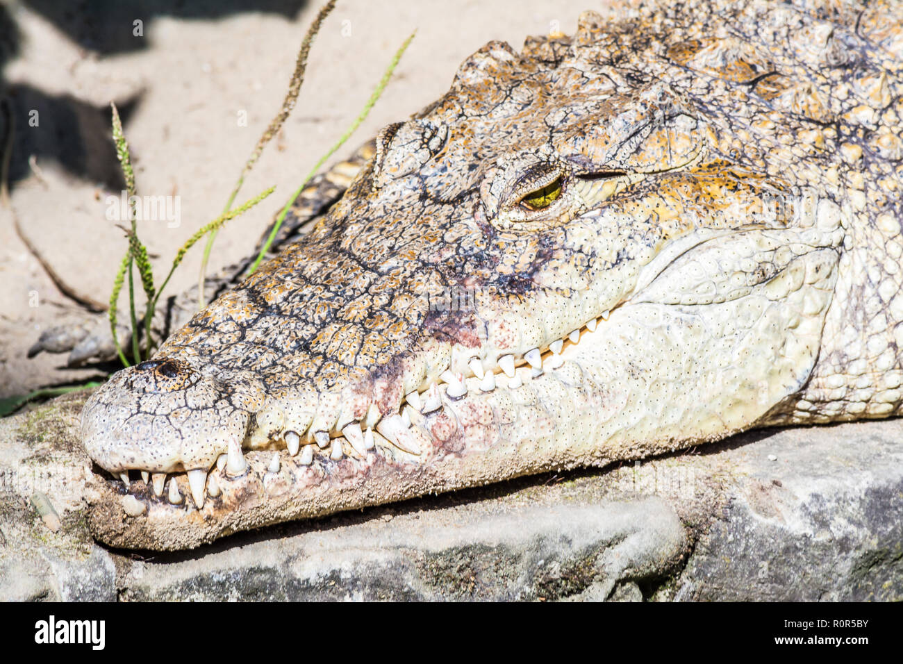 Cabeza de cocodrilo con grandes dientes afilados de cerca Foto de stock