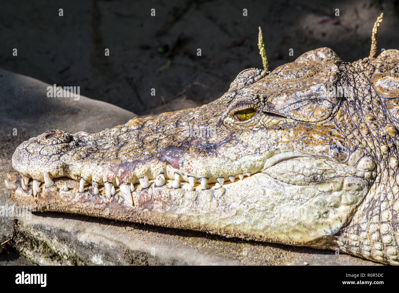 Cabeza de cocodrilo con grandes dientes afilados de cerca Foto de stock