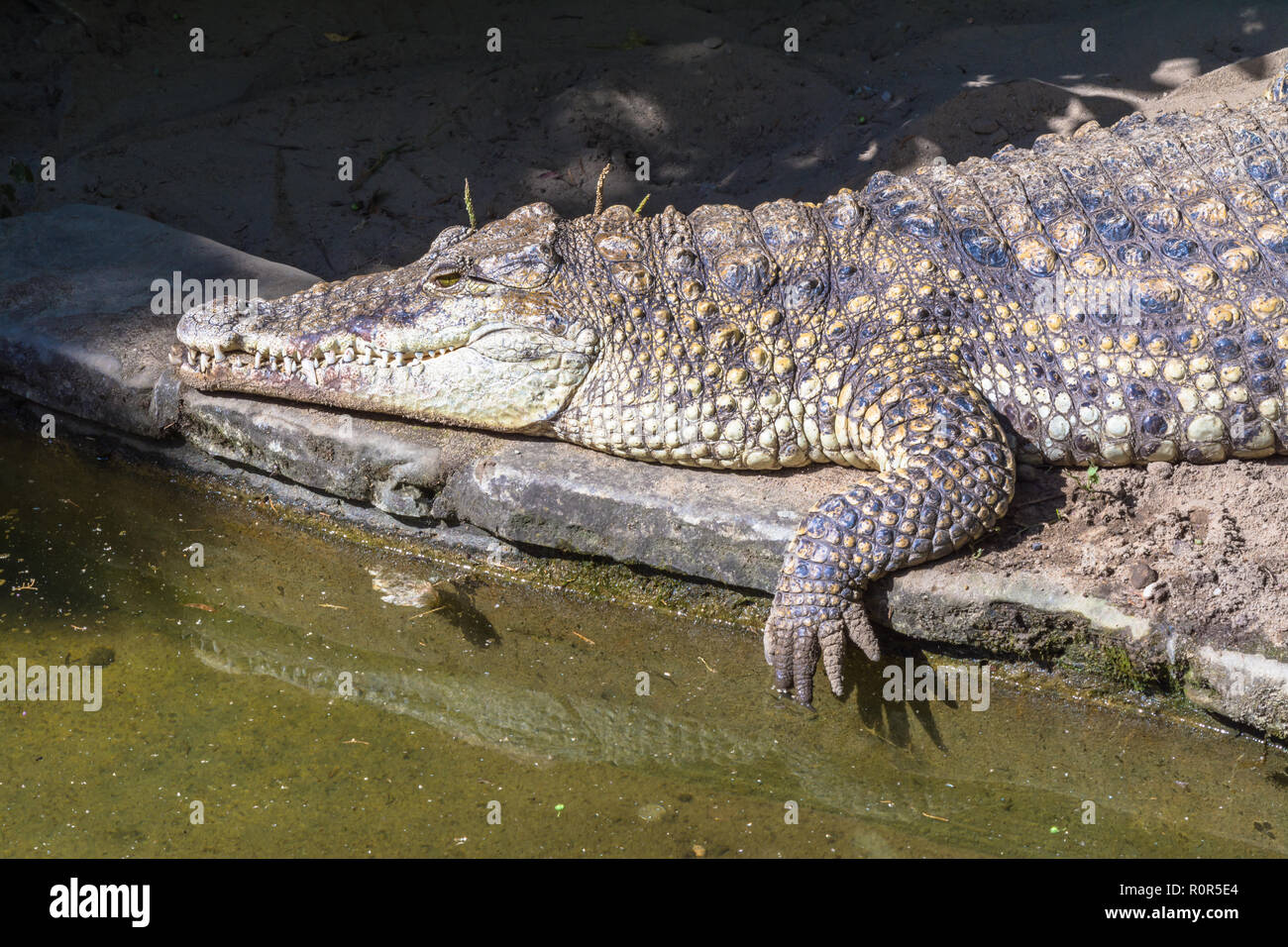 Cerca de cocodrilo se encuentra cerca del agua en el río, el lago en la naturaleza Foto de stock