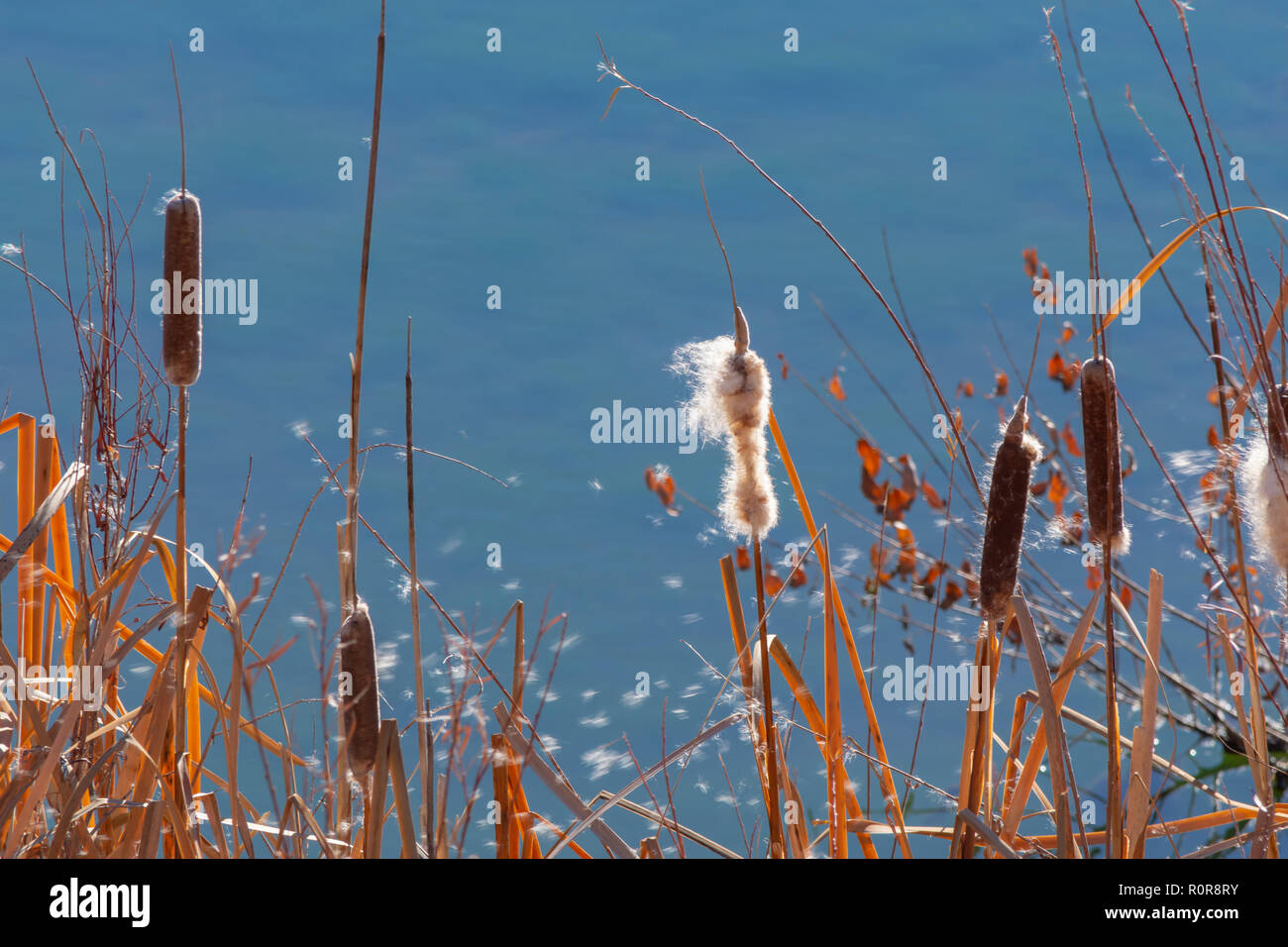 Broadleaf tifa (Typha latifolia) plantas en otoño brisa matinal mostrando la dispersión de las semillas en el viento, Castle Rock estadounidense de Colorado. Foto tomada en noviembre. Foto de stock