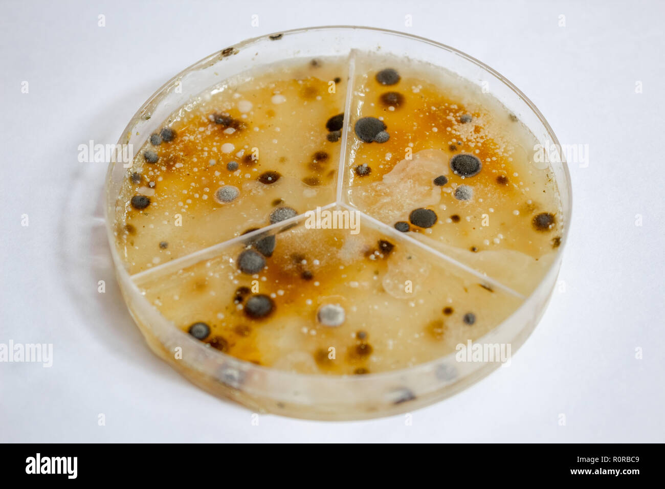 Primer plano de una caja de petri mostrando un largo tiempo creciente de diferentes tipos de bacterias Foto de stock