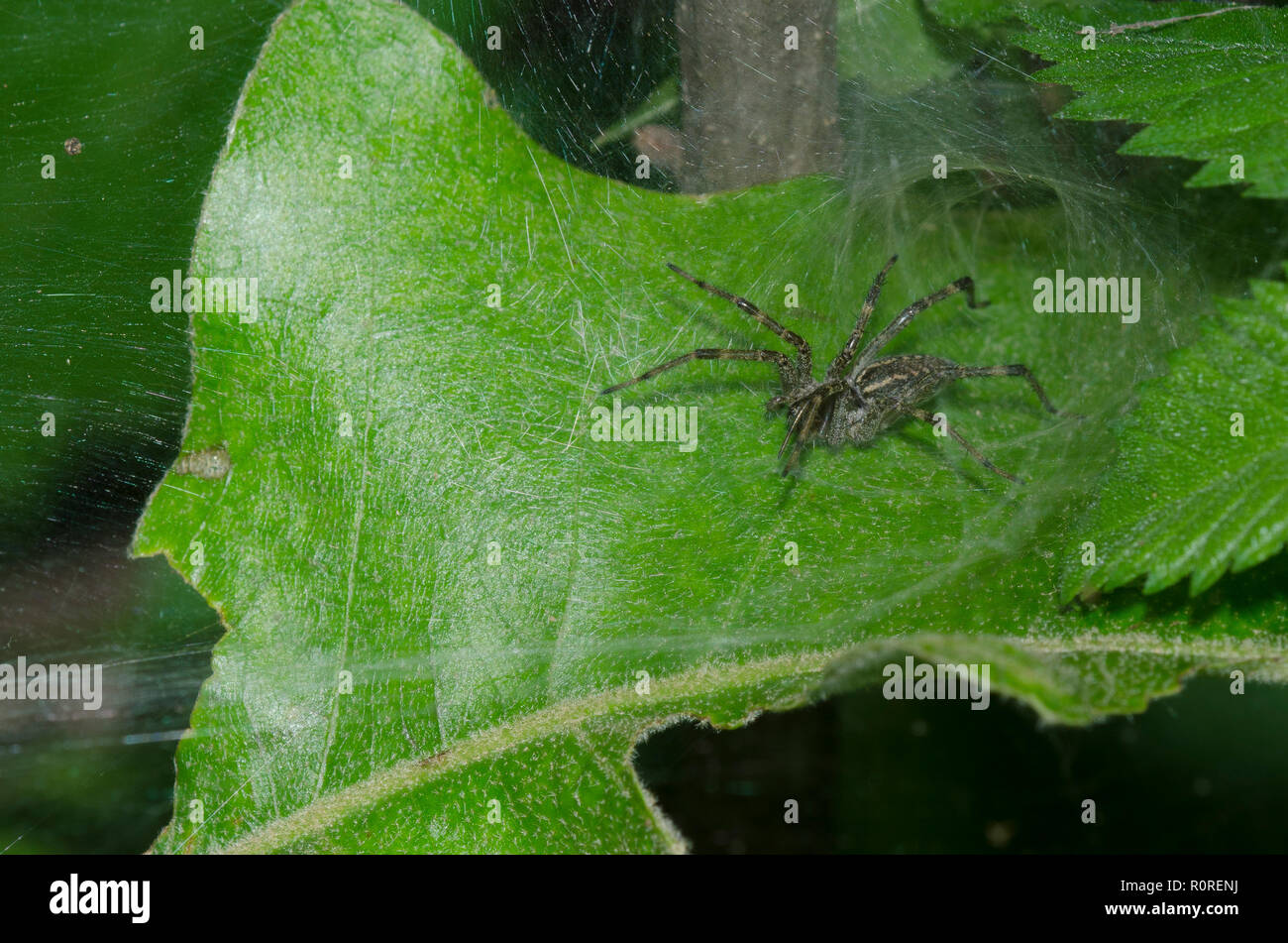 Araña, Familia Agelenidae Funnelweb Foto de stock