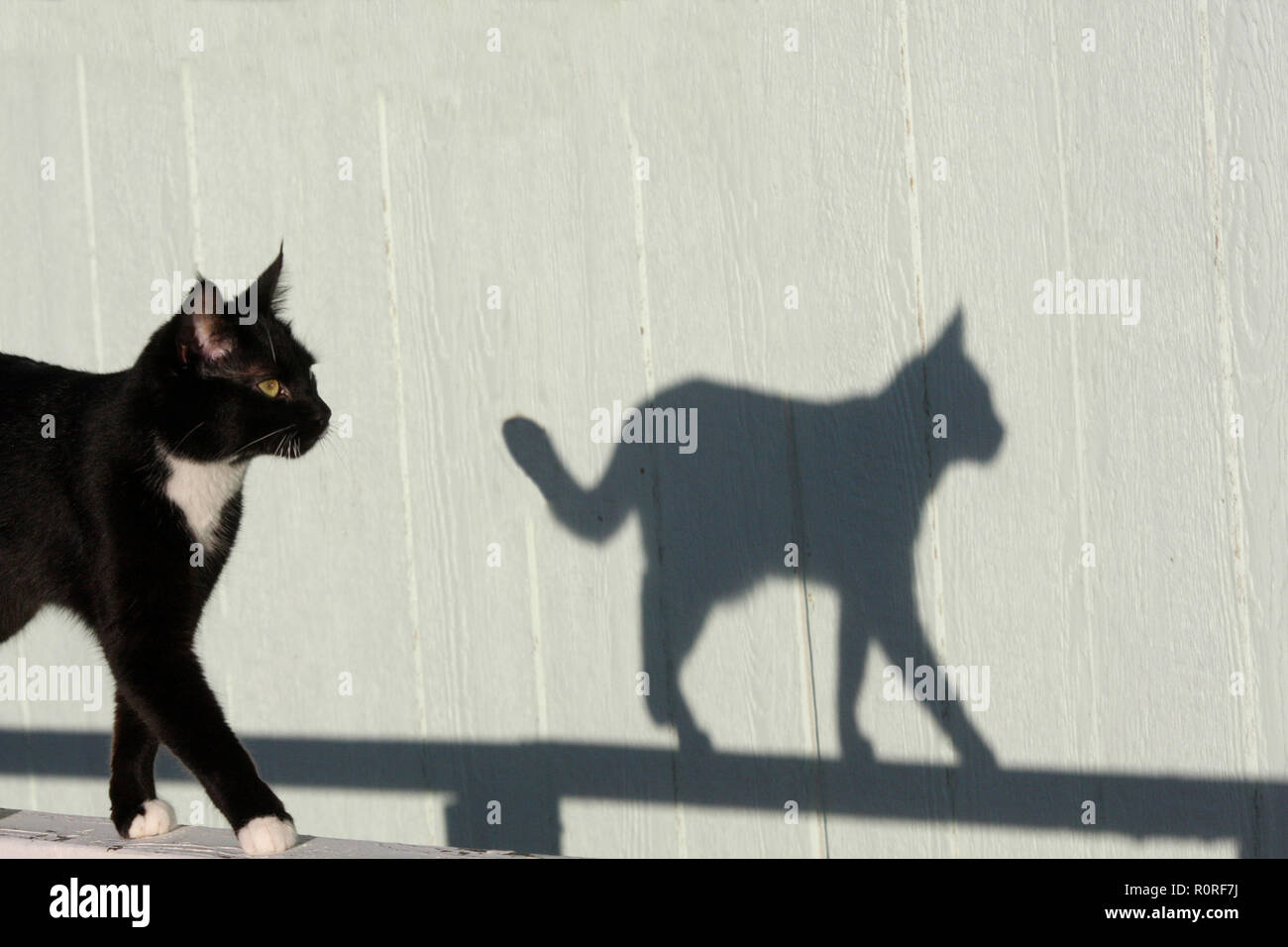 Cat caminando hacia adelante con sombra Foto de stock