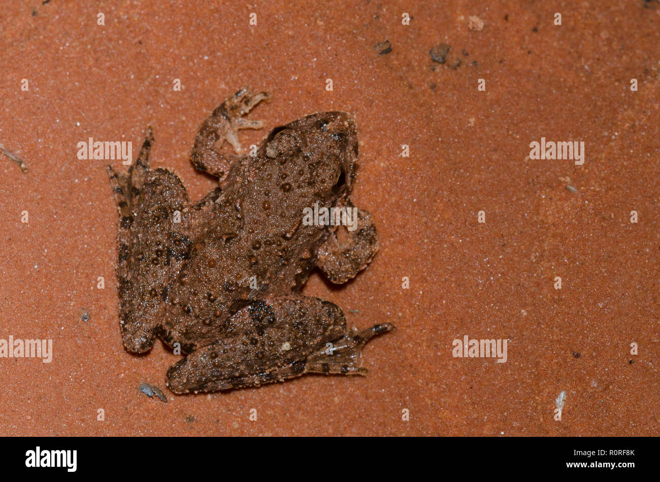 La rana de cricket de Blanchard, Acis blanchadi Foto de stock
