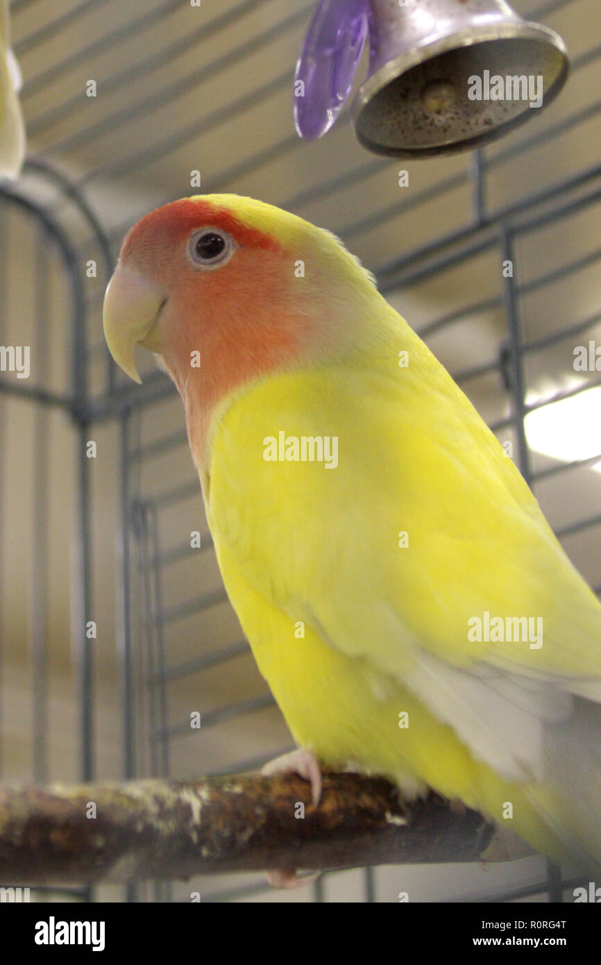 Subordinar Chapoteo Repetido Pájaro de amor Fotografía de stock - Alamy