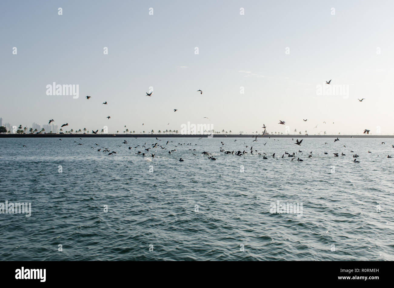 La caza de aves marinas orar en la Bahía de Panamá Foto de stock